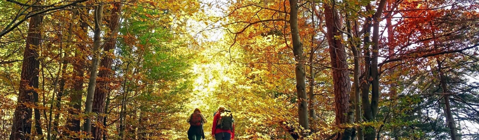 Fall foliage PW County