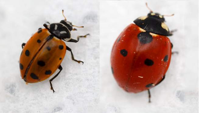 Ladybugsphoto