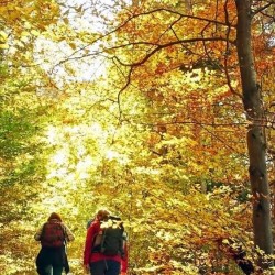 Can You BeLeave it, Leaf-Peeping Season Is Here