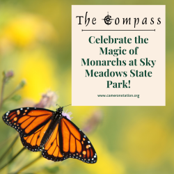 Celebrate the Magic of Monarchs at Sky Meadows State Park!